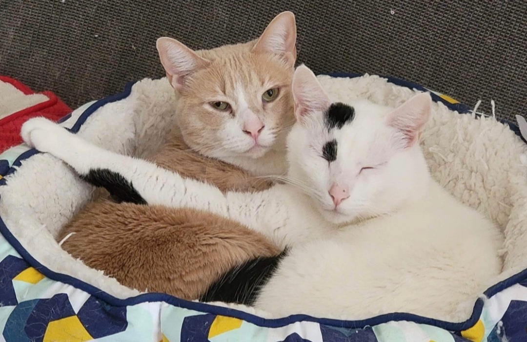 Arya Stark — thumbnail 3