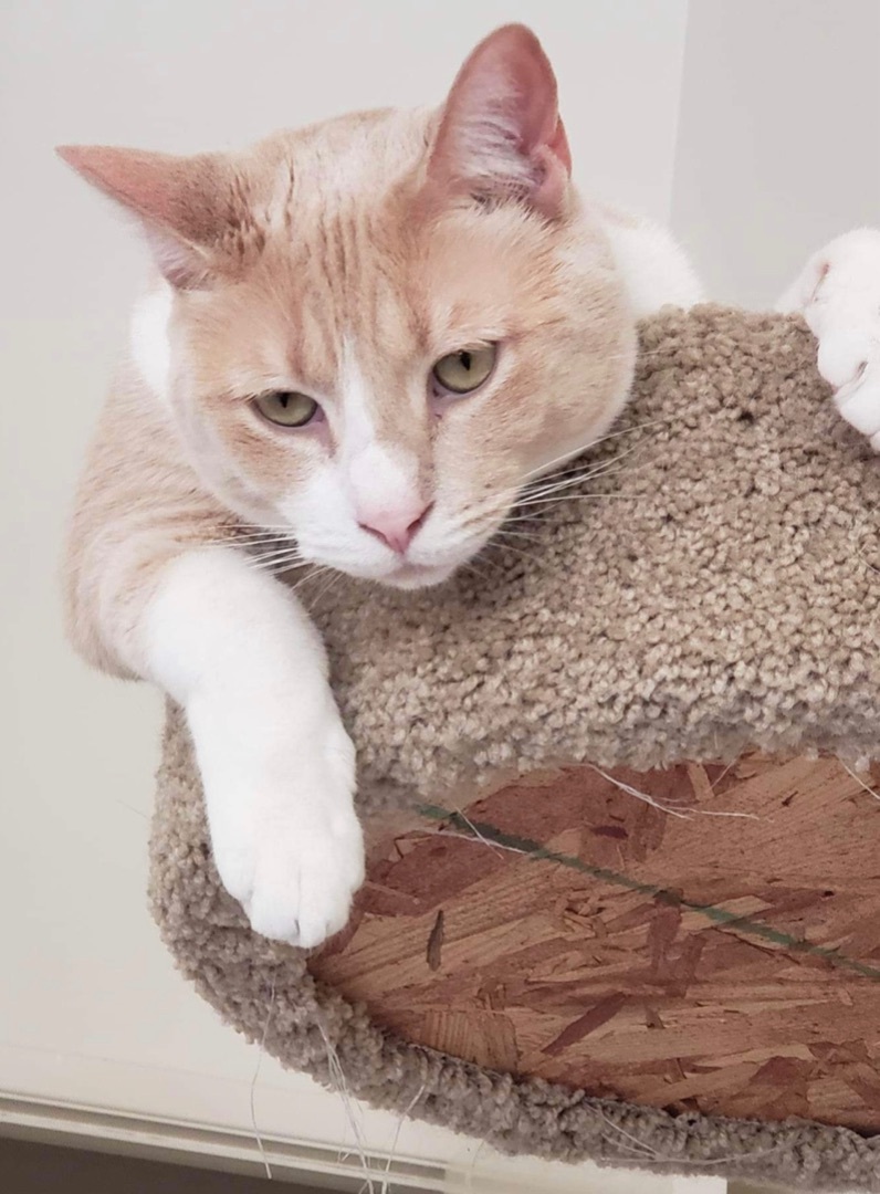 Enlarge Arya Stark, a Adoptable Domestic Short Hair in Los Angeles, CA image 5/12