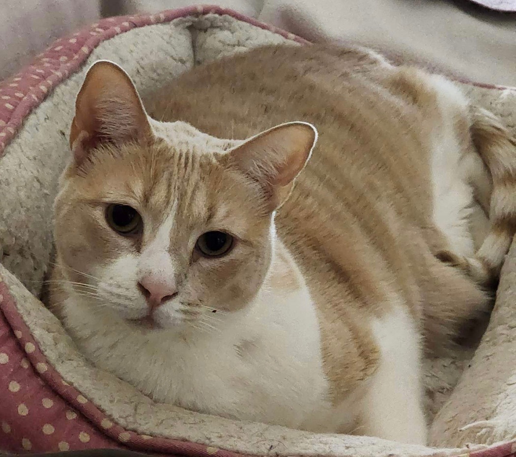 Enlarge Arya Stark, a Adoptable Domestic Short Hair in Los Angeles, CA image 6/12