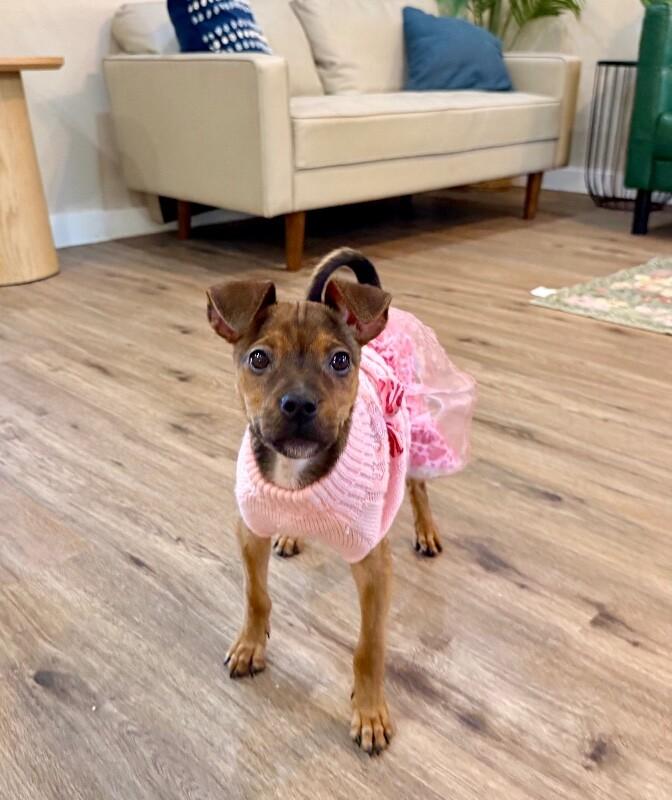 Enlarge Bullseye Tootsie Toy Story, a Adoptable mixed breed in Friendswood, TX image 1/6