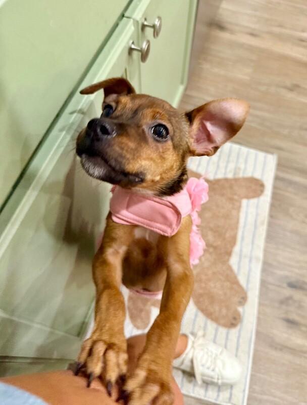 Enlarge Bullseye Tootsie Toy Story, a Adoptable mixed breed in Friendswood, TX image 4/6