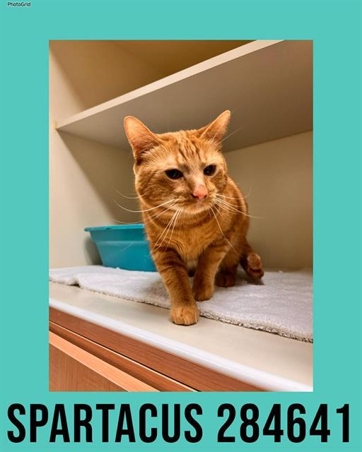 SPARTACUS, Adoptable, Adult Male Domestic Short Hair.