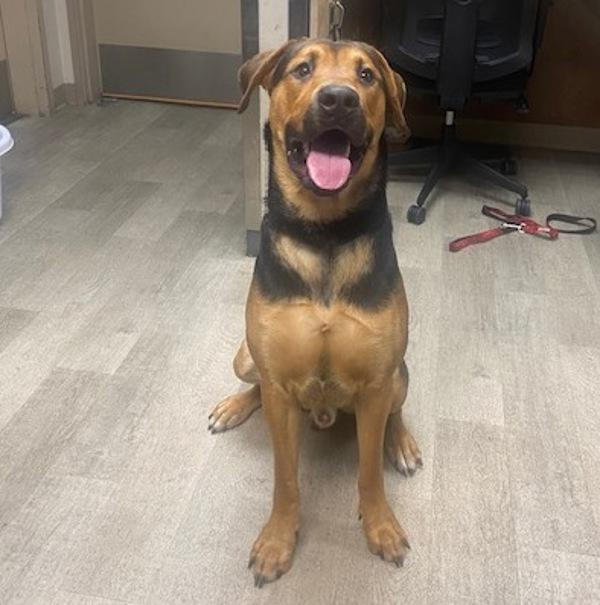 Bison, Adoptable, Adult Male German Shepherd Dog.