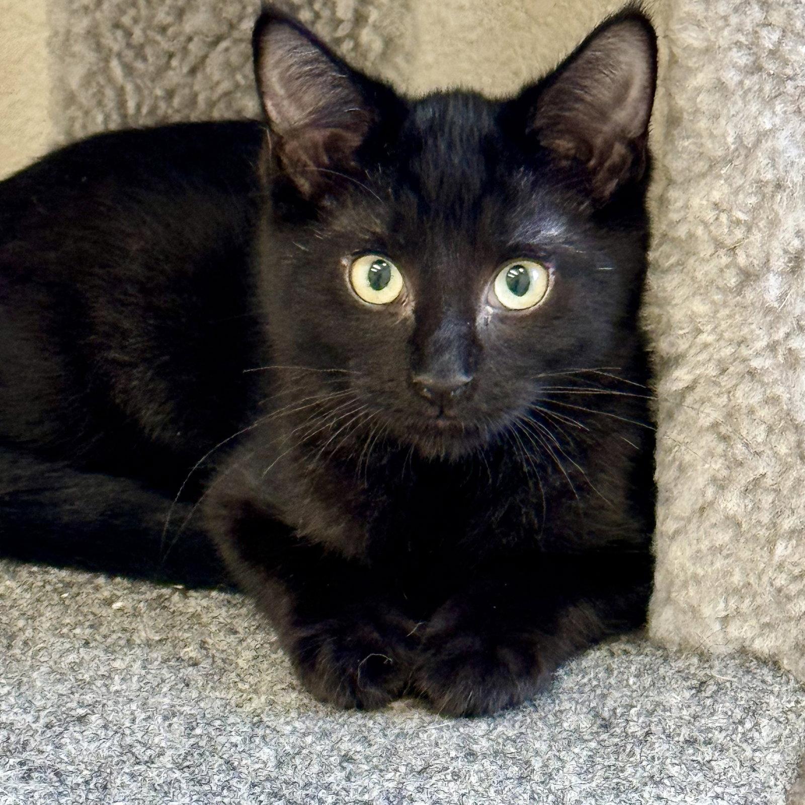 Kai, Adoptable, Kitten Female Domestic Short Hair.