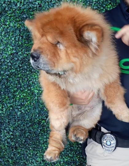 61843795, ADOPTABLE, Puppy • Female, Shar-Pei & Chow Chow.