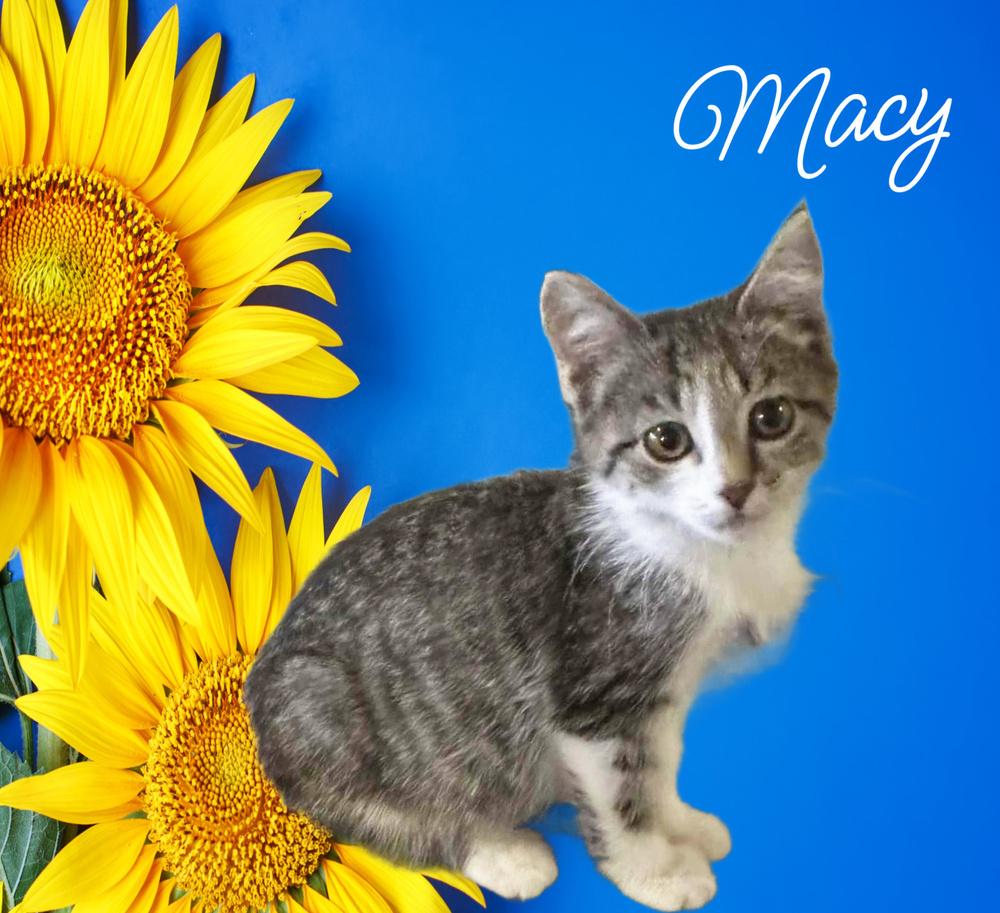 Macy *kitten*, Adoptable, Kitten Female Domestic Short Hair.