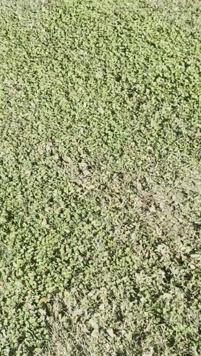 Enlarge Apple, a Adopted mixed breed in West Grove, PA video 7/12