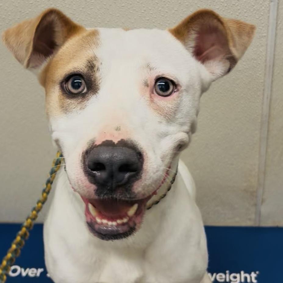 Enlarge Harley, a Adoptable Mixed Breed in Lake Jackson, TX image 1/3