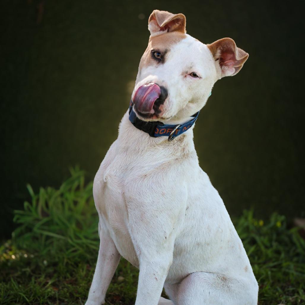 Enlarge Harley, a Adoptable Mixed Breed in Lake Jackson, TX image 2/3
