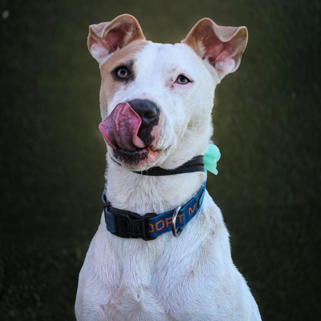 Enlarge Harley, a Adoptable Mixed Breed in Lake Jackson, TX image 3/3