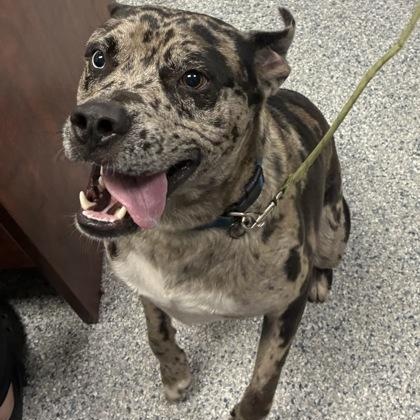 Titan, adoptable, Adult Male Catahoula Leopard Dog.