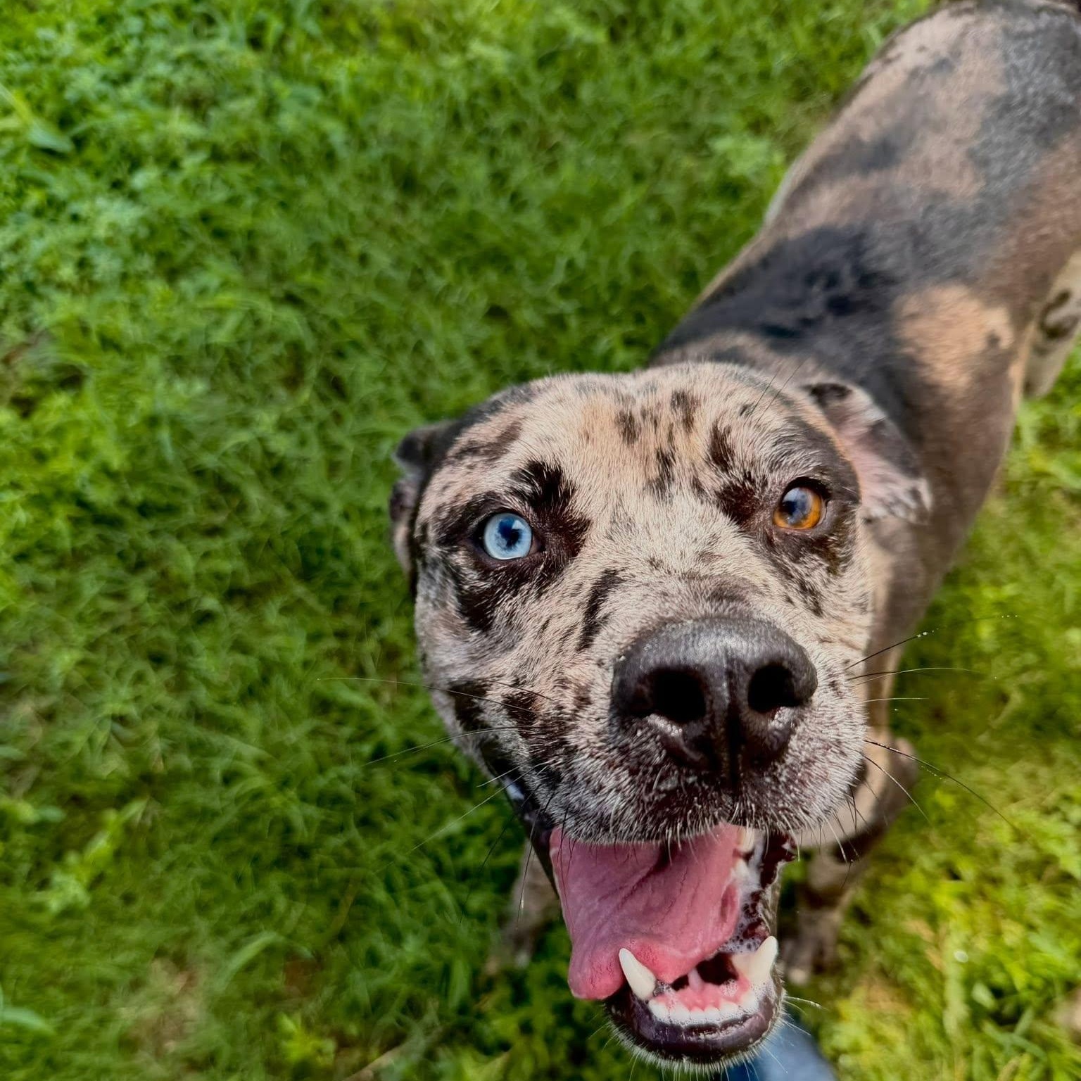 Enlarge Titan, an adoptable mixed breed in Converse, TX image 4/4