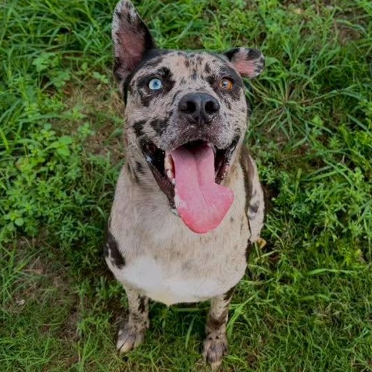 Enlarge Titan, an adoptable mixed breed in Converse, TX image 1/4