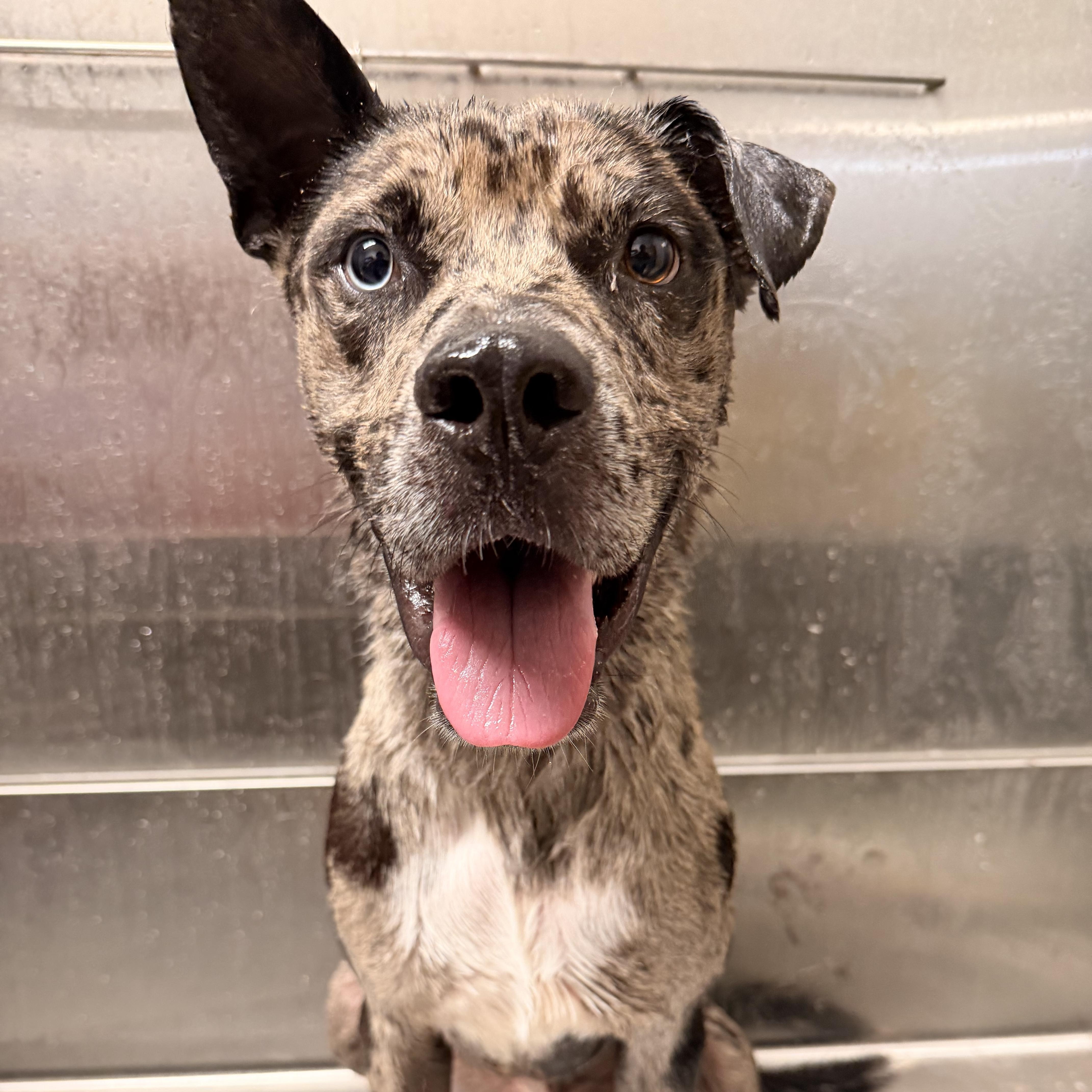 Enlarge Titan, an adoptable mixed breed in Converse, TX image 3/4