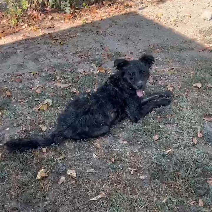 Enlarge Luna, a Adoptable mixed breed in Wadena, MN image 1/5
