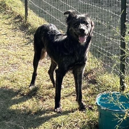 Enlarge Luna, a Adoptable mixed breed in Wadena, MN image 2/5