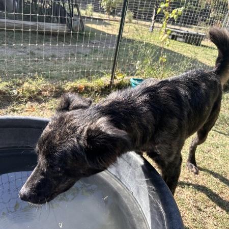 Enlarge Luna, a Adoptable mixed breed in Wadena, MN image 3/5