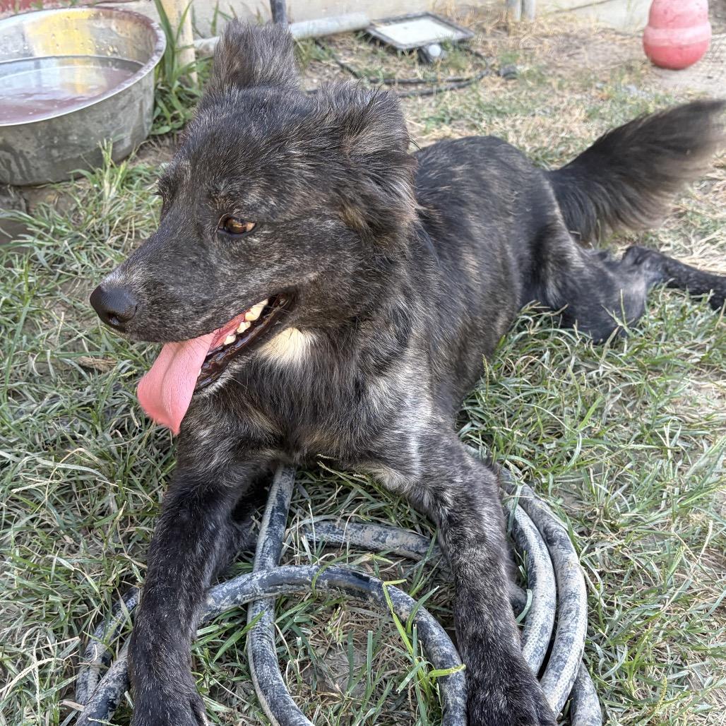 Enlarge Luna, a Adoptable mixed breed in Wadena, MN image 4/5