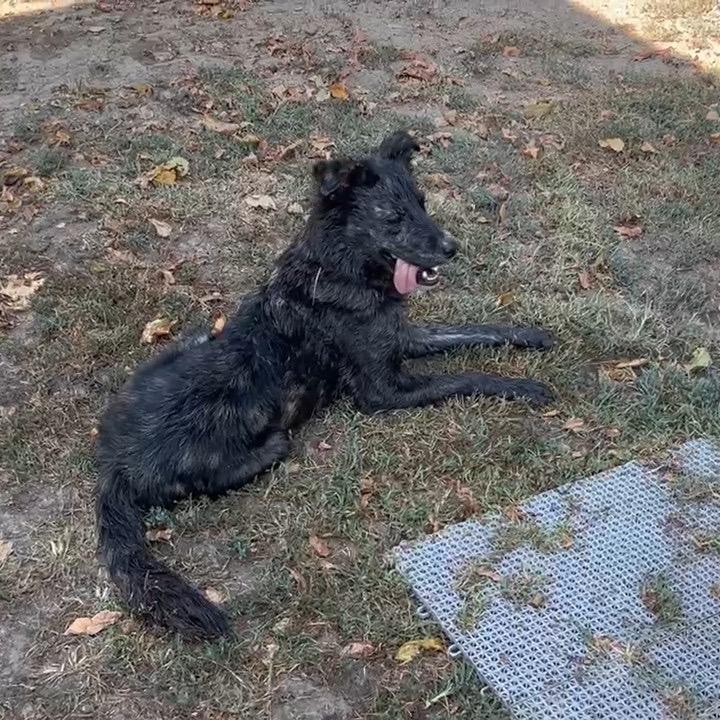 Enlarge Luna, a Adoptable mixed breed in Wadena, MN image 5/5