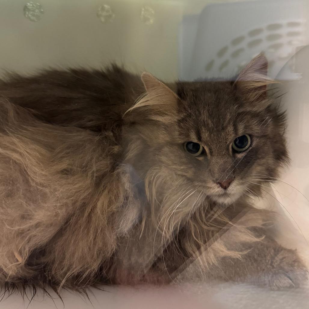 Enlarge Mumford, a Adoptable Domestic Long Hair in Bristol, IN image 1/1