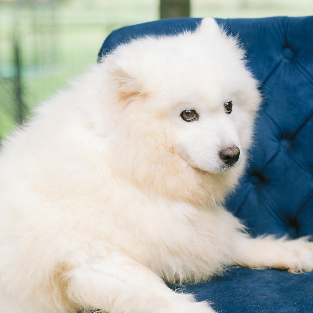 Enlarge Panda-monium, a ADOPTABLE Samoyed in Zionsville, IN image 1/1