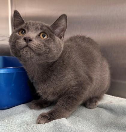 Pop, Adoptable, Kitten Male Domestic Short Hair & Domestic Short Hair.