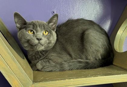 Enlarge Pop, a Adoptable mixed breed in Willmar, MN image 2/2