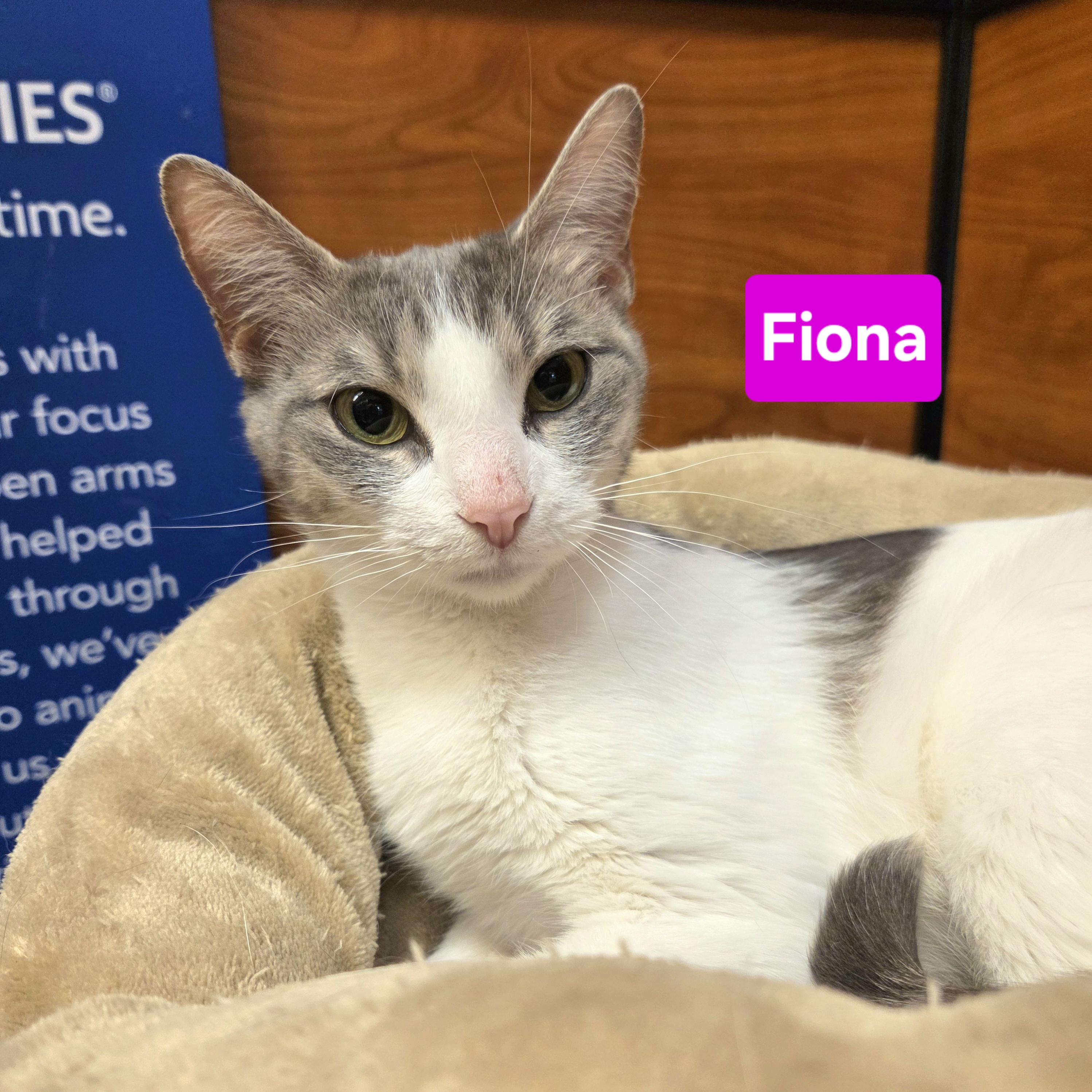 Fiona and Princess, a ADOPTABLE mixed breed in Amsterdam, NY image 3/4