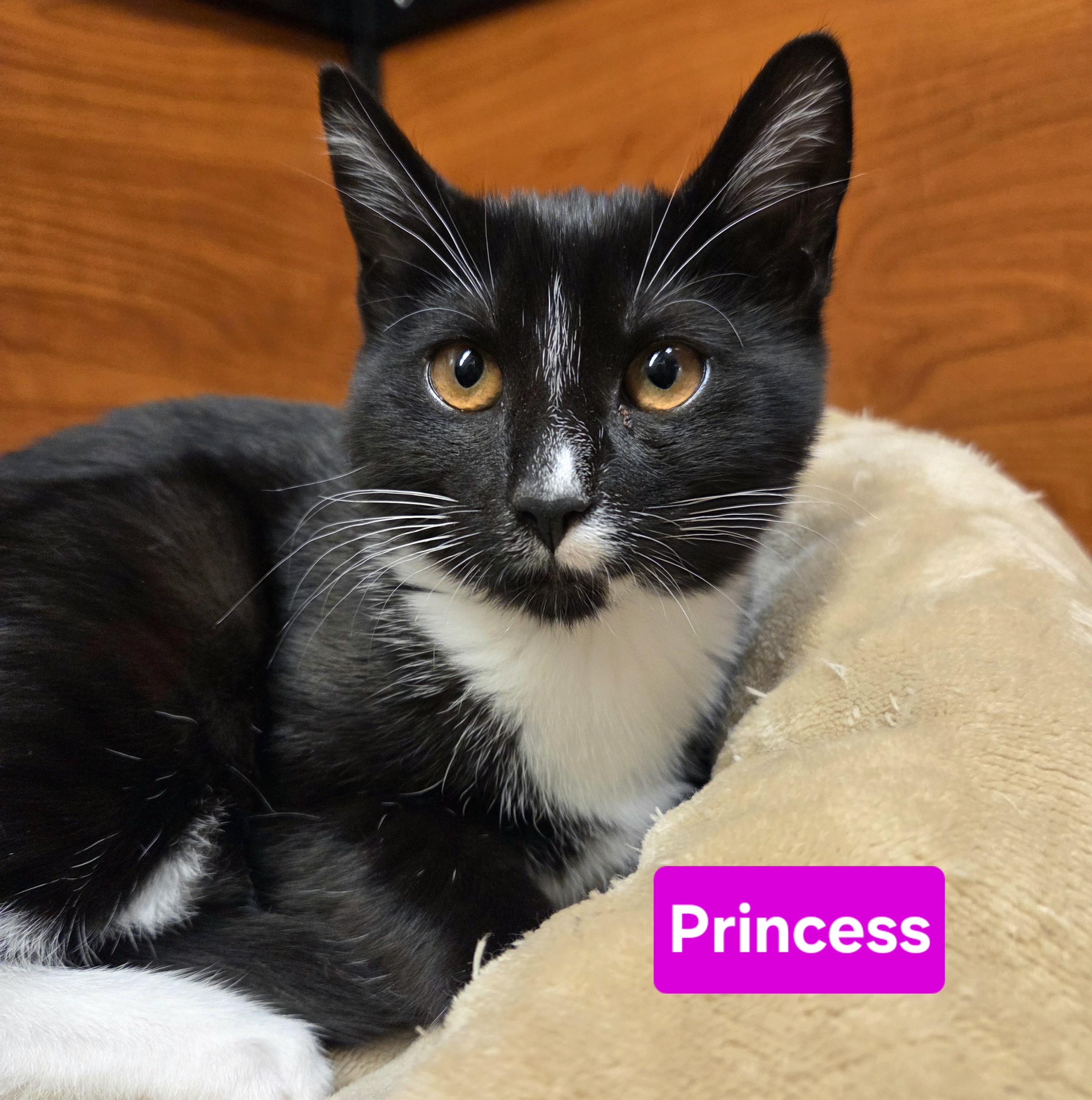 Fiona and Princess, a ADOPTABLE mixed breed in Amsterdam, NY image 2/4