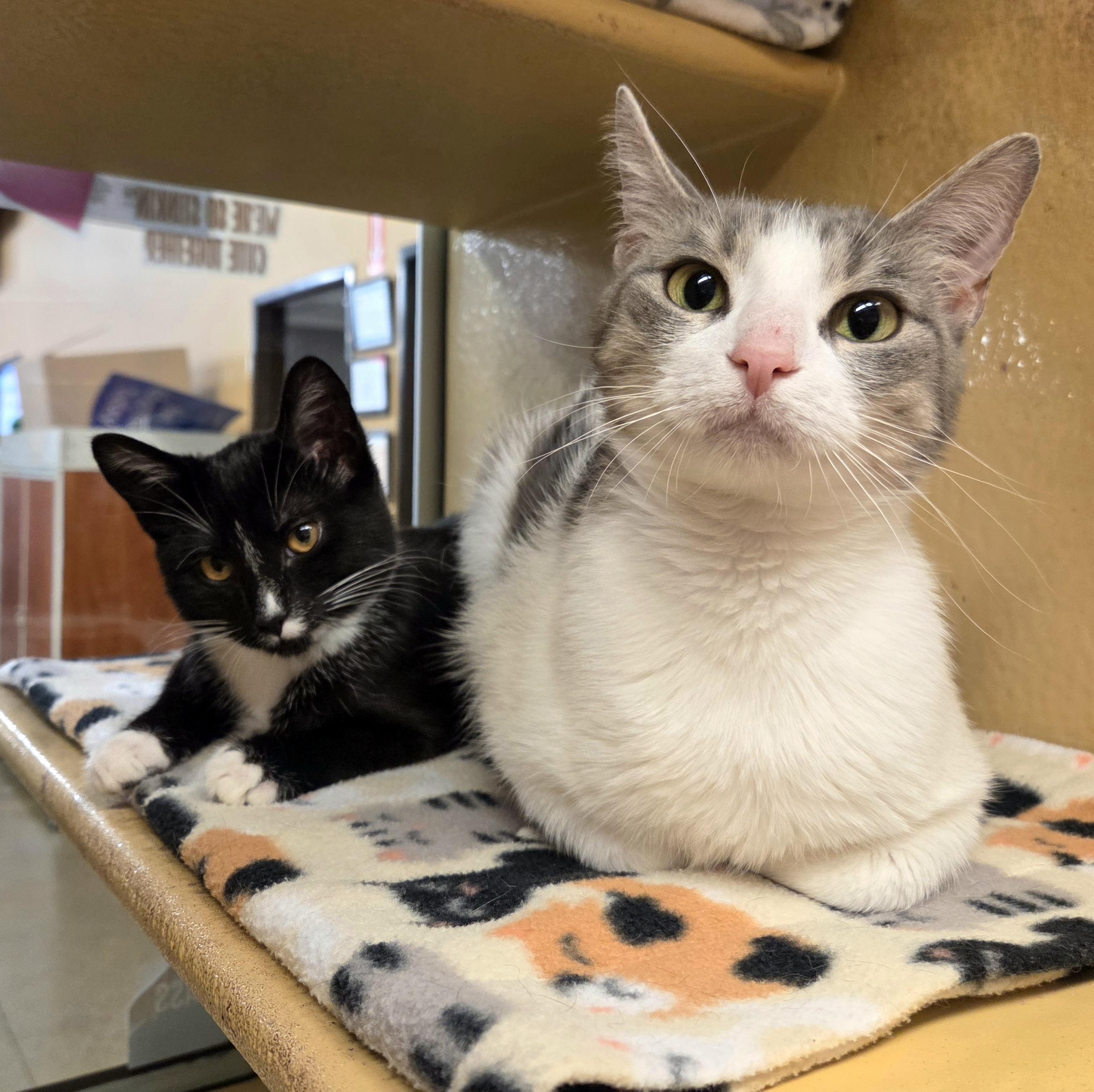 Fiona and Princess, ADOPTABLE, Young Female Domestic Short Hair.