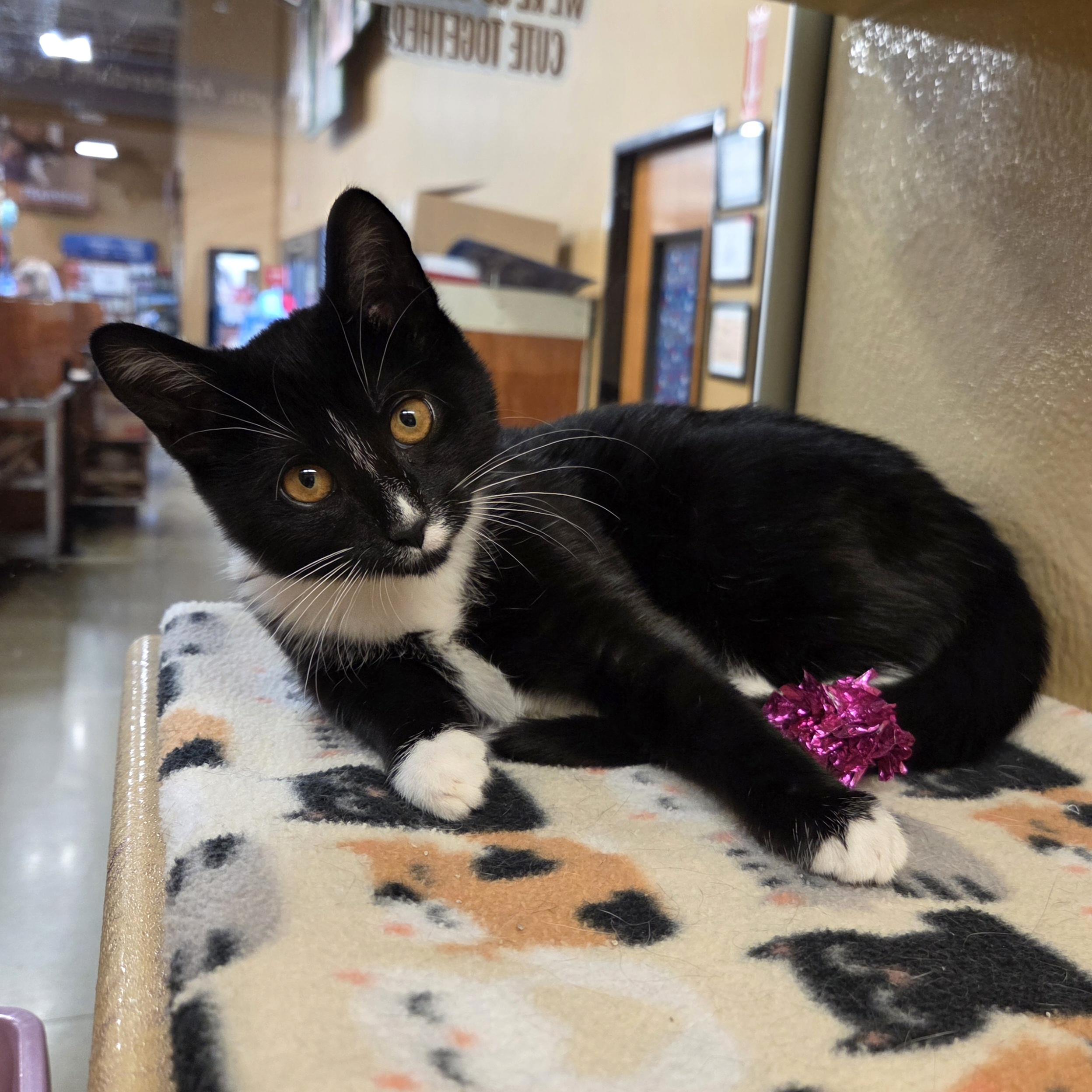 Fiona and Princess, a ADOPTABLE mixed breed in Amsterdam, NY image 4/4