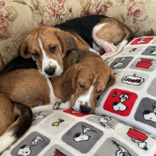 Enlarge Baxter, a Adoptable Beagle in Kent, WA image 1/5