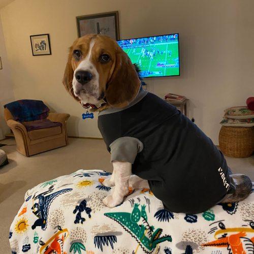 Enlarge Baxter, a Adoptable Beagle in Kent, WA image 3/5