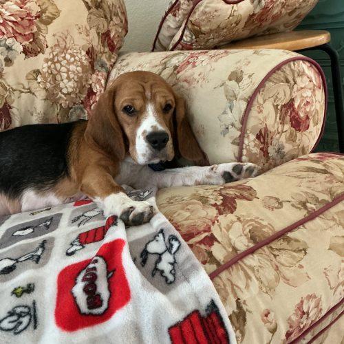 Enlarge Baxter, a Adoptable Beagle in Kent, WA image 4/5