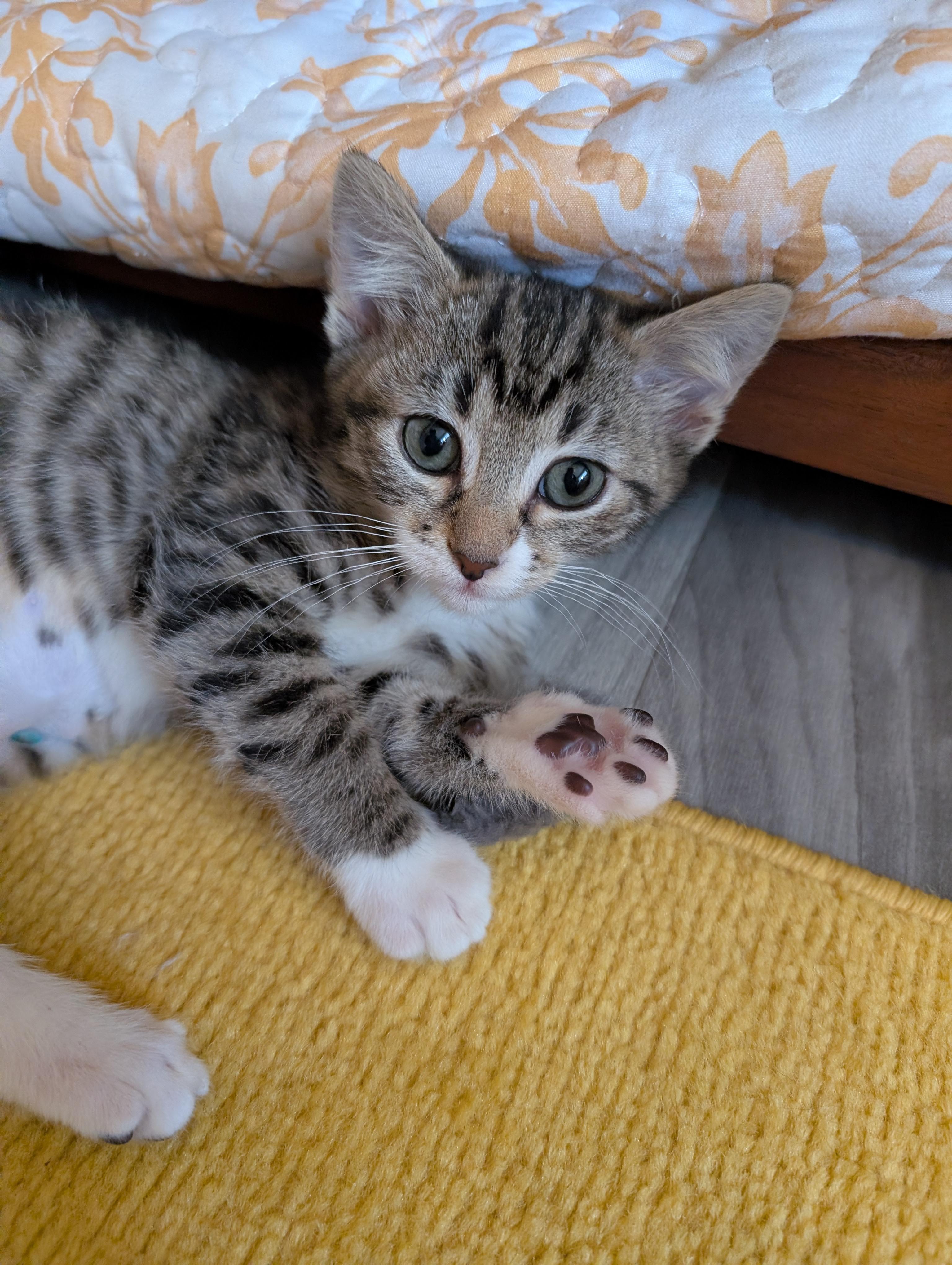 Enlarge Twyla, an adopted mixed breed in Beaverton, OR image 2/3