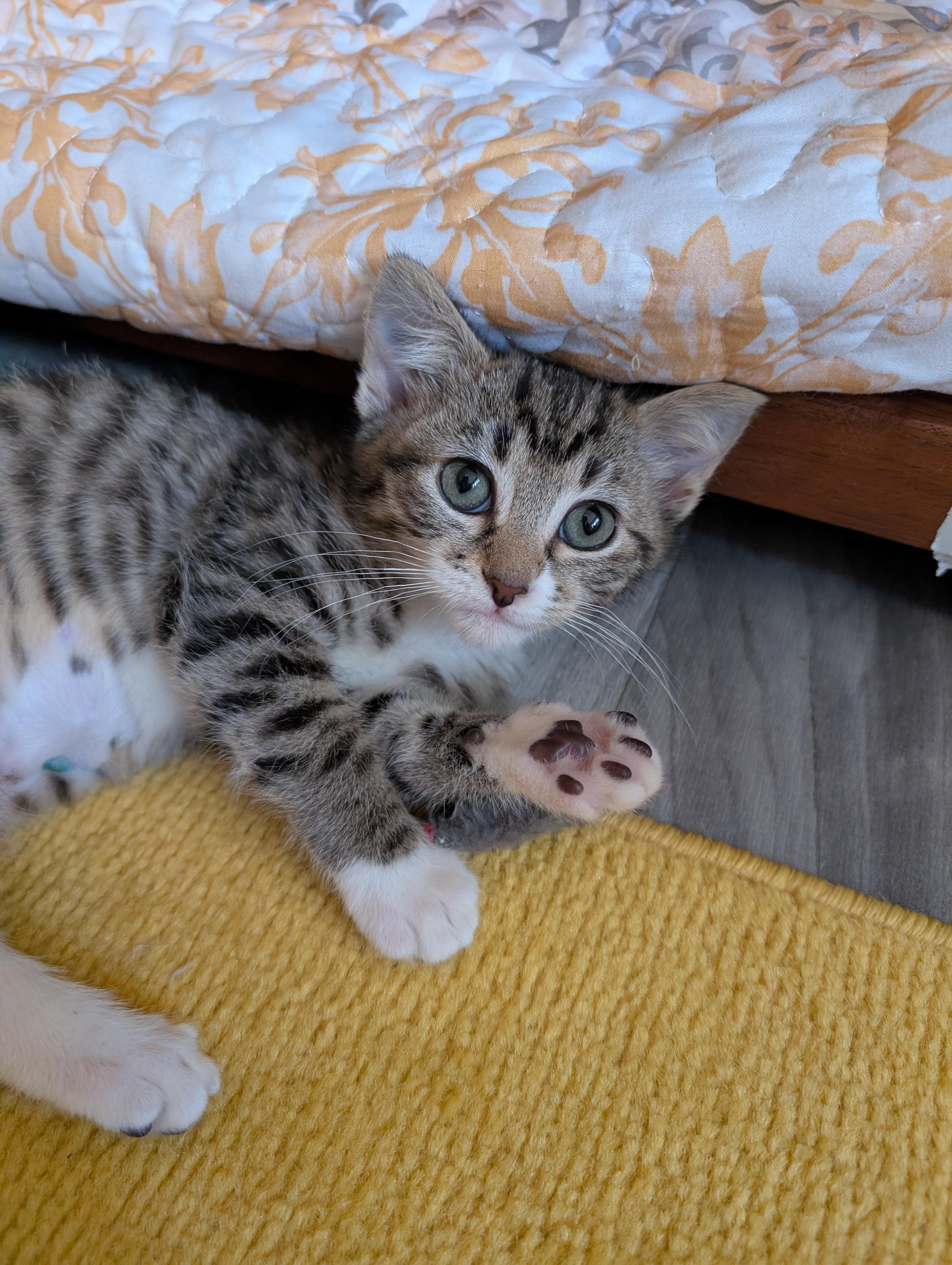 Enlarge Twyla, an adopted mixed breed in Beaverton, OR image 1/3