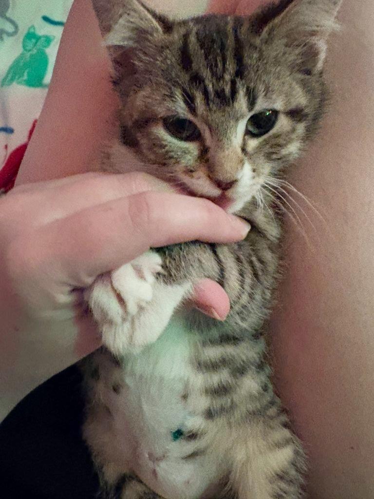 Enlarge Twyla, an adopted mixed breed in Beaverton, OR image 3/3