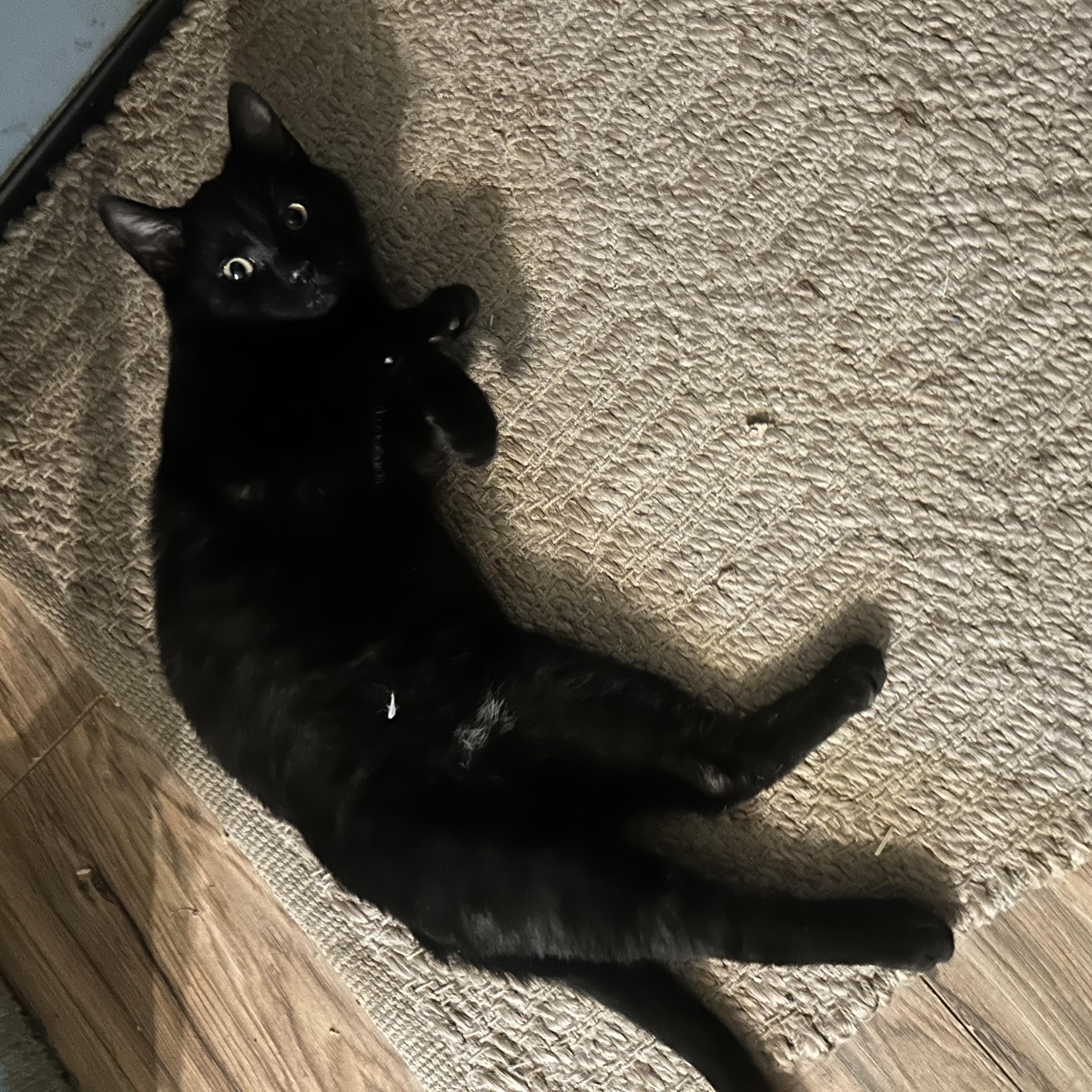 Enlarge Ralphie, an adopted Domestic Short Hair in Monticello, IN image 2/3