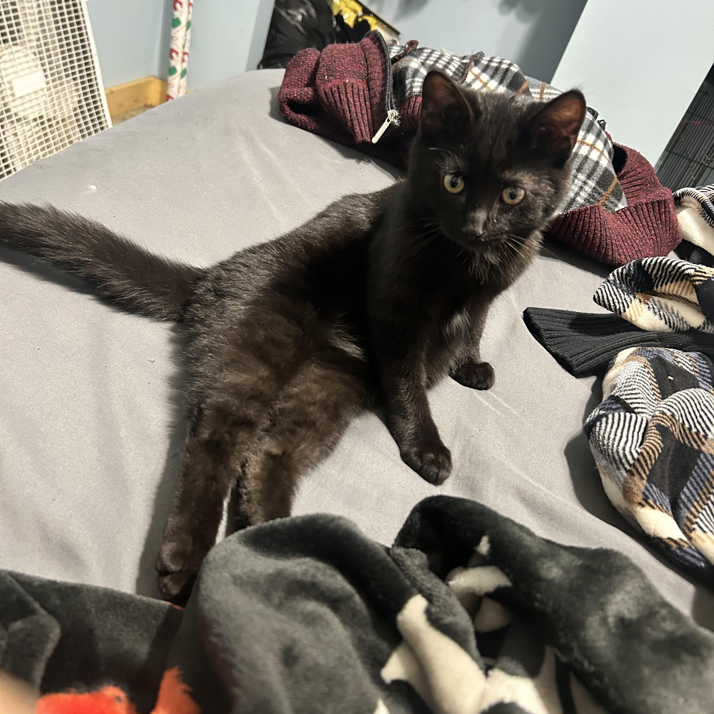 Enlarge Ralphie, an adopted Domestic Short Hair in Monticello, IN image 3/3