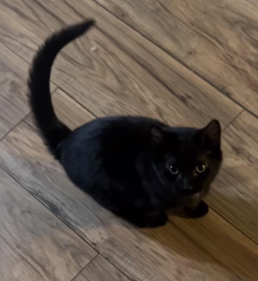Enlarge Ralphie, an adopted Domestic Short Hair in Monticello, IN image 1/3