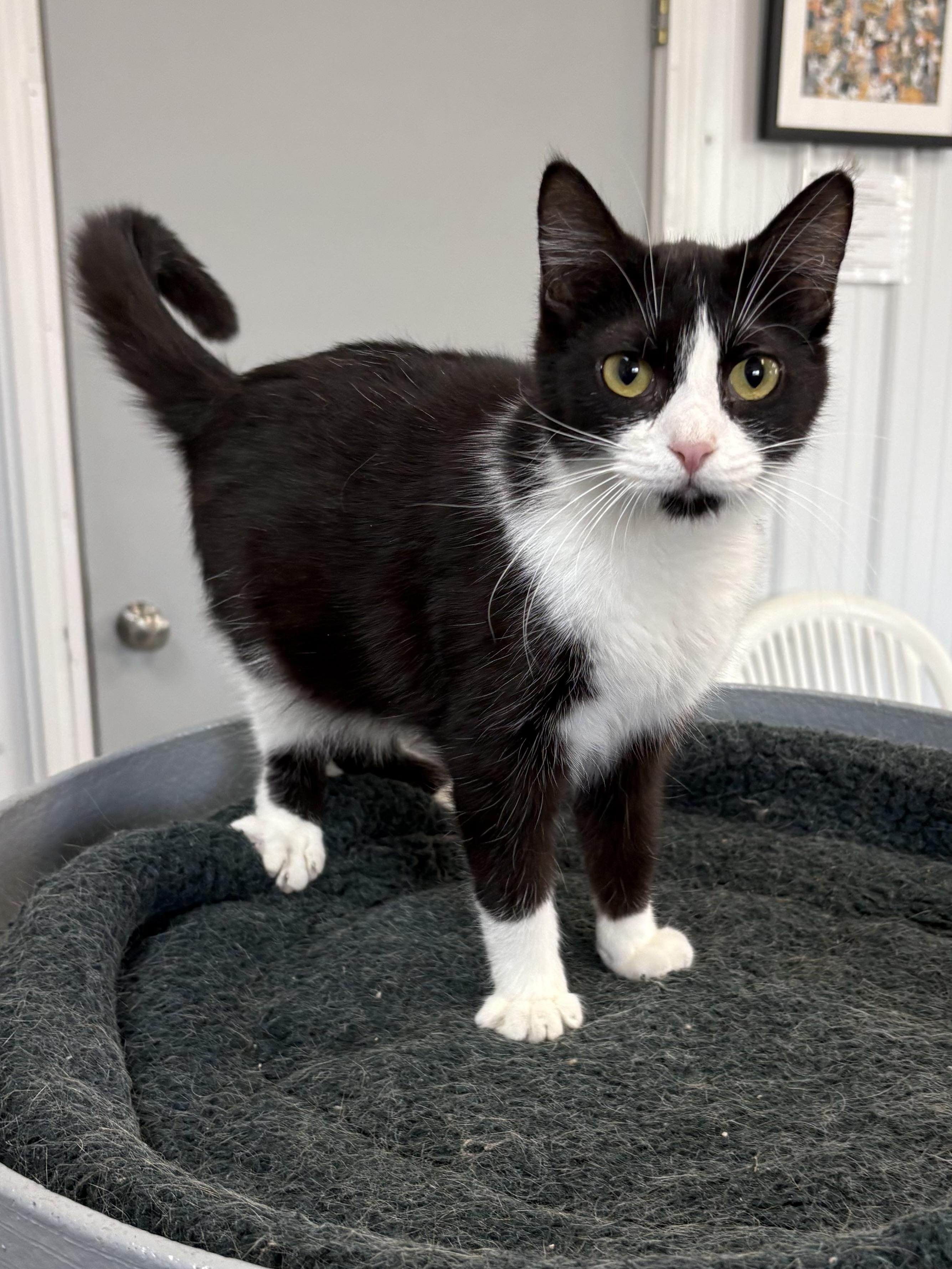 Sneakers, adopted, Young Female American Shorthair.