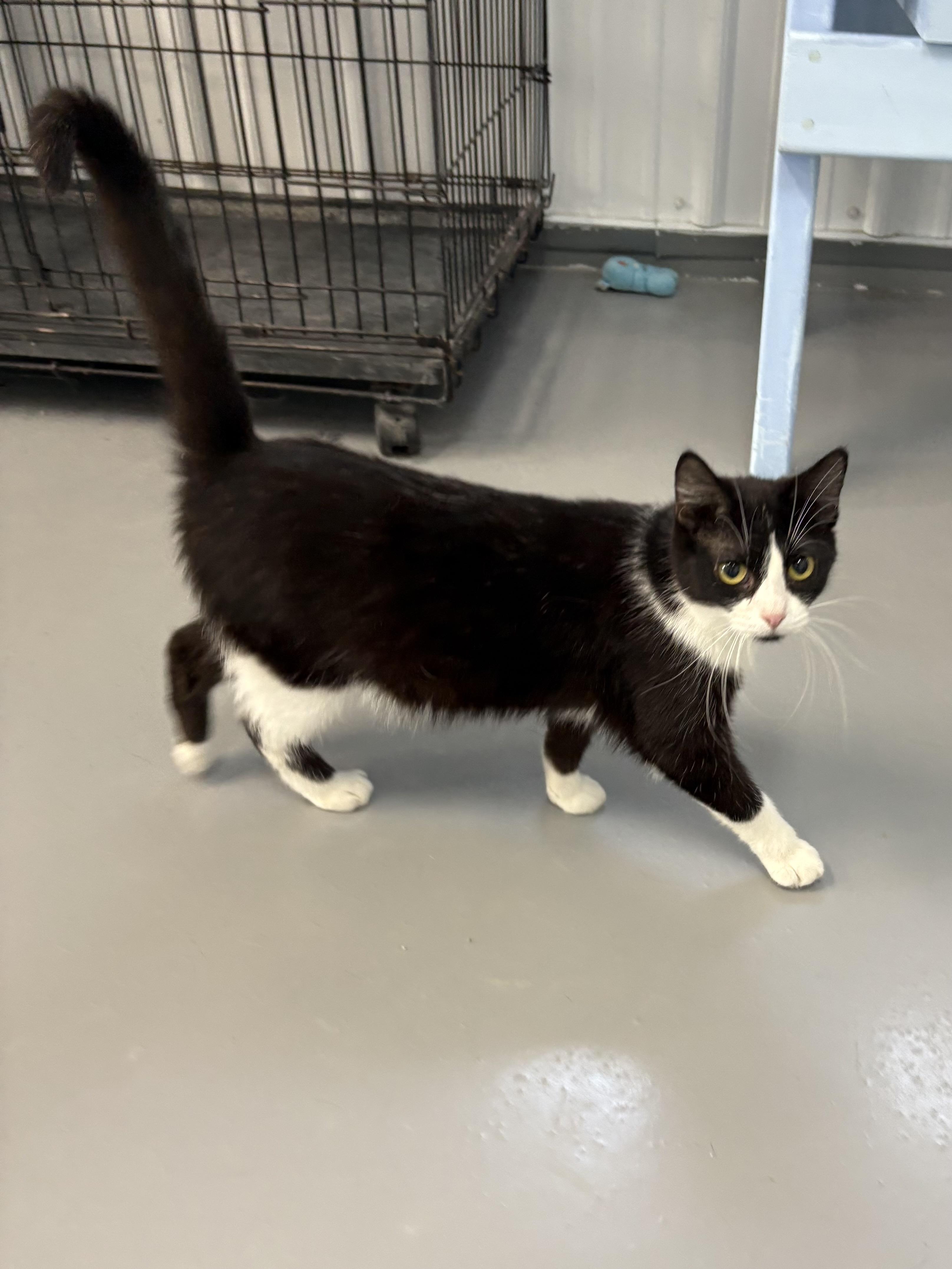 Enlarge Sneakers, an adopted American Shorthair in Big Rapids, MI image 3/4