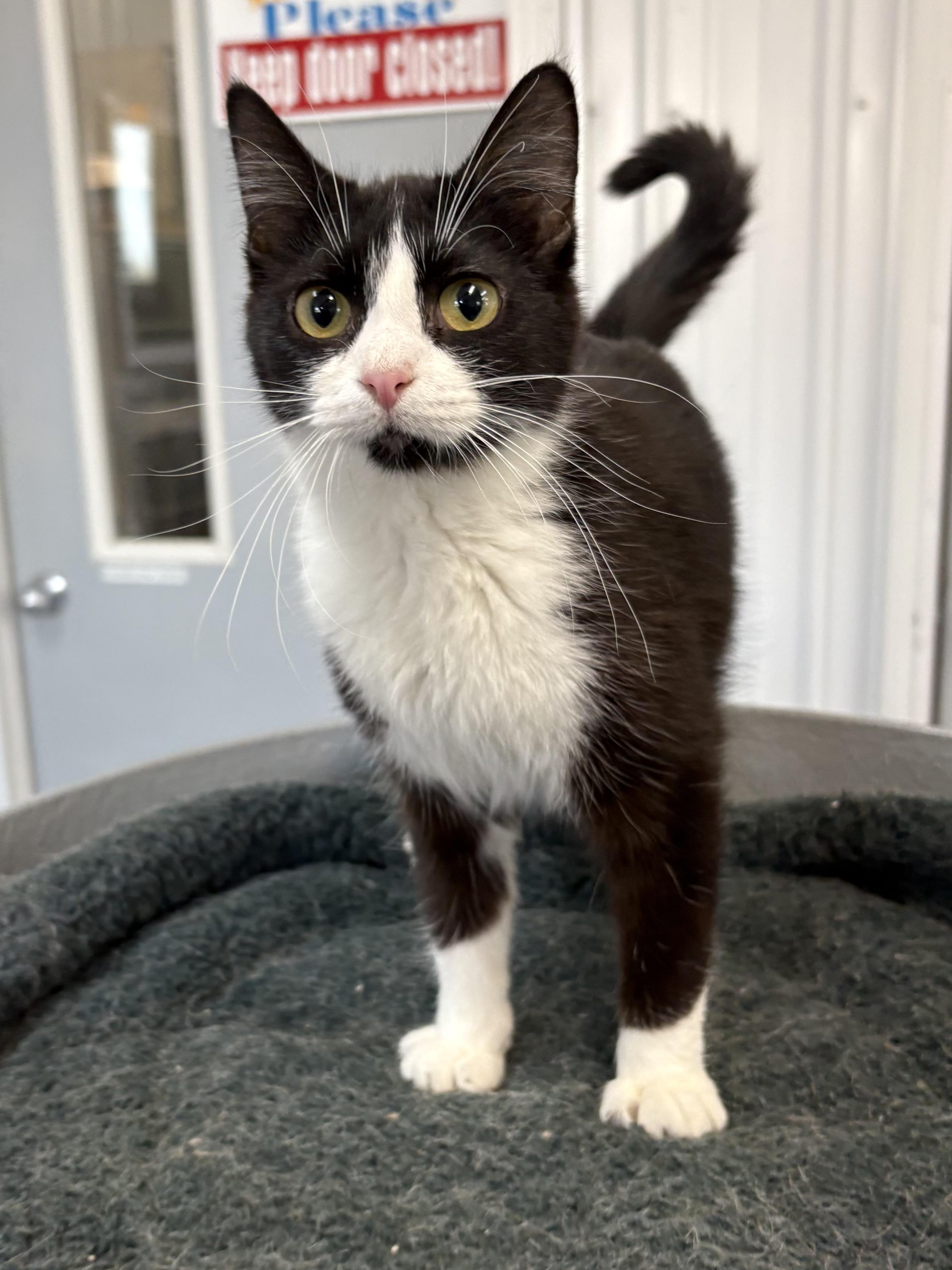 Enlarge Sneakers, an adopted American Shorthair in Big Rapids, MI image 2/4