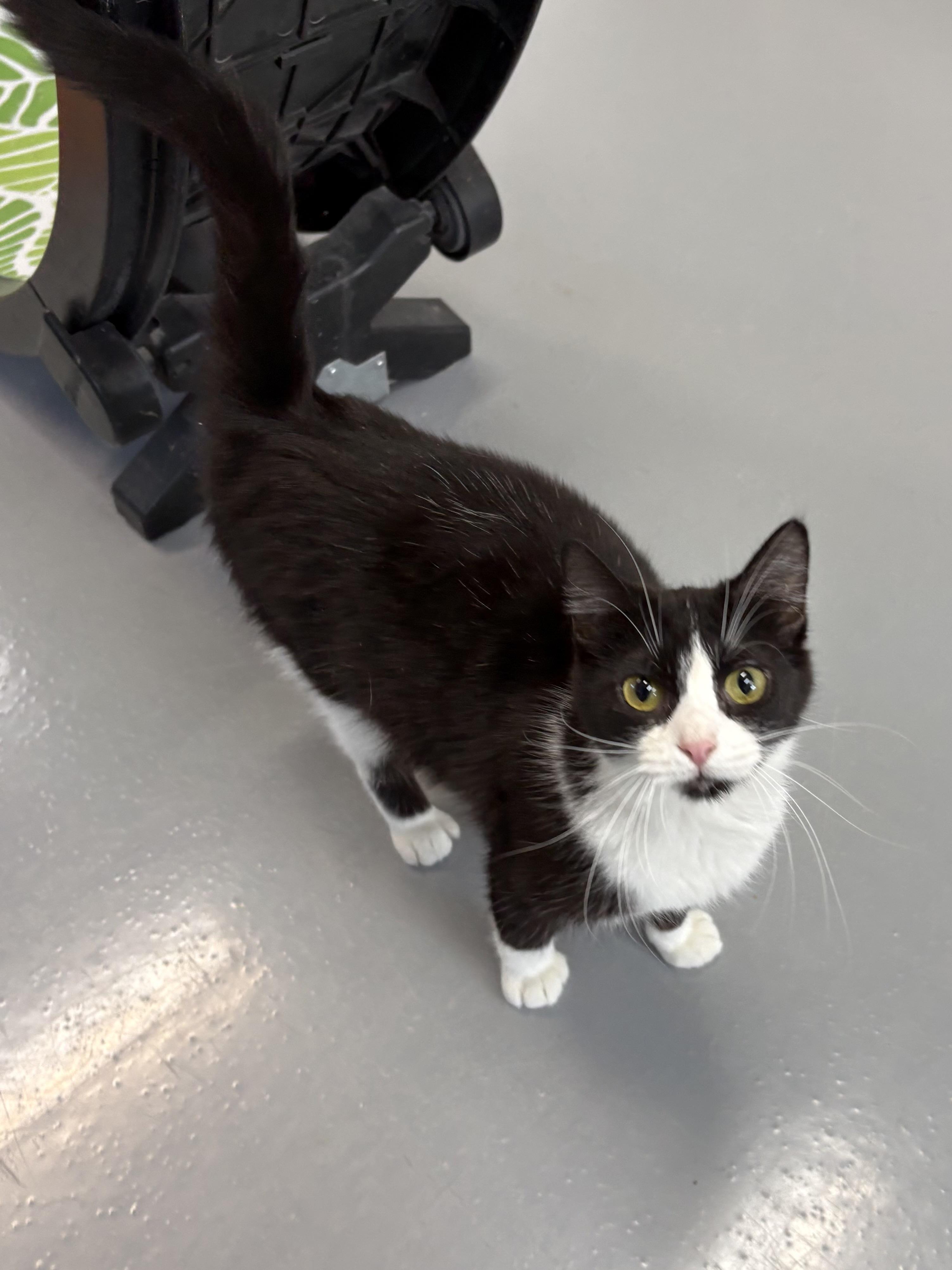 Enlarge Sneakers, an adopted American Shorthair in Big Rapids, MI image 4/4