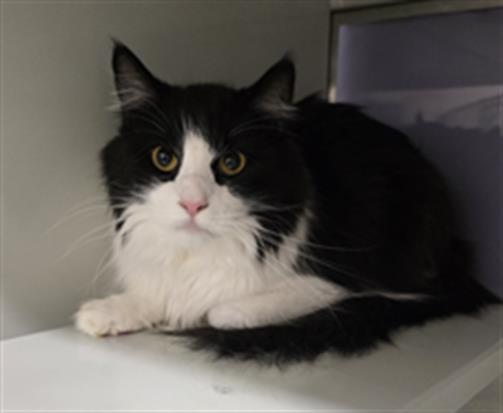 ZORRO, Adoptable, Young Male Domestic Long Hair.