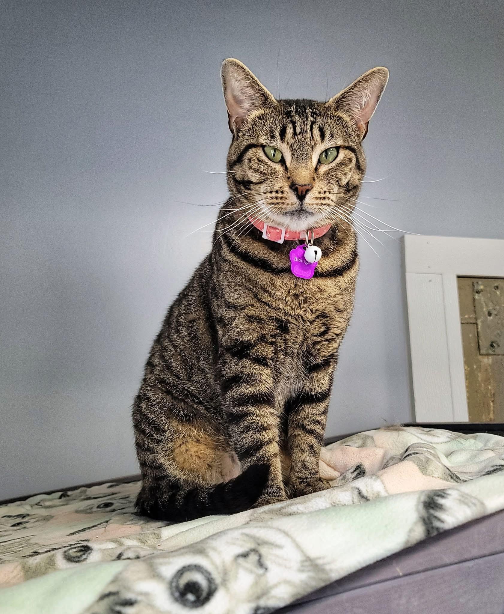 Enlarge Bibingka, an adoptable Domestic Short Hair in Grand Rapids, MI image 2/5