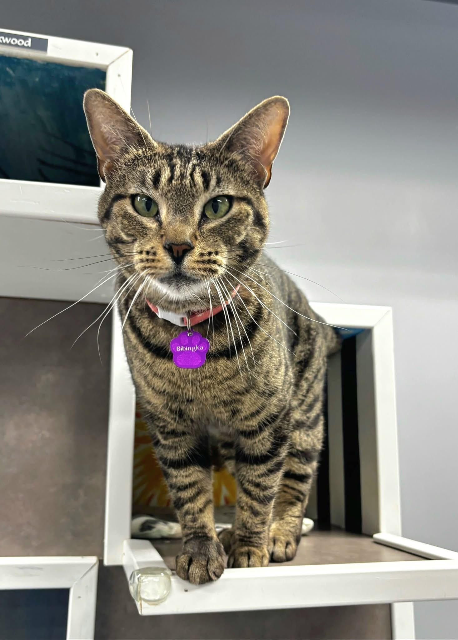 Enlarge Bibingka, an adoptable Domestic Short Hair in Grand Rapids, MI image 1/5