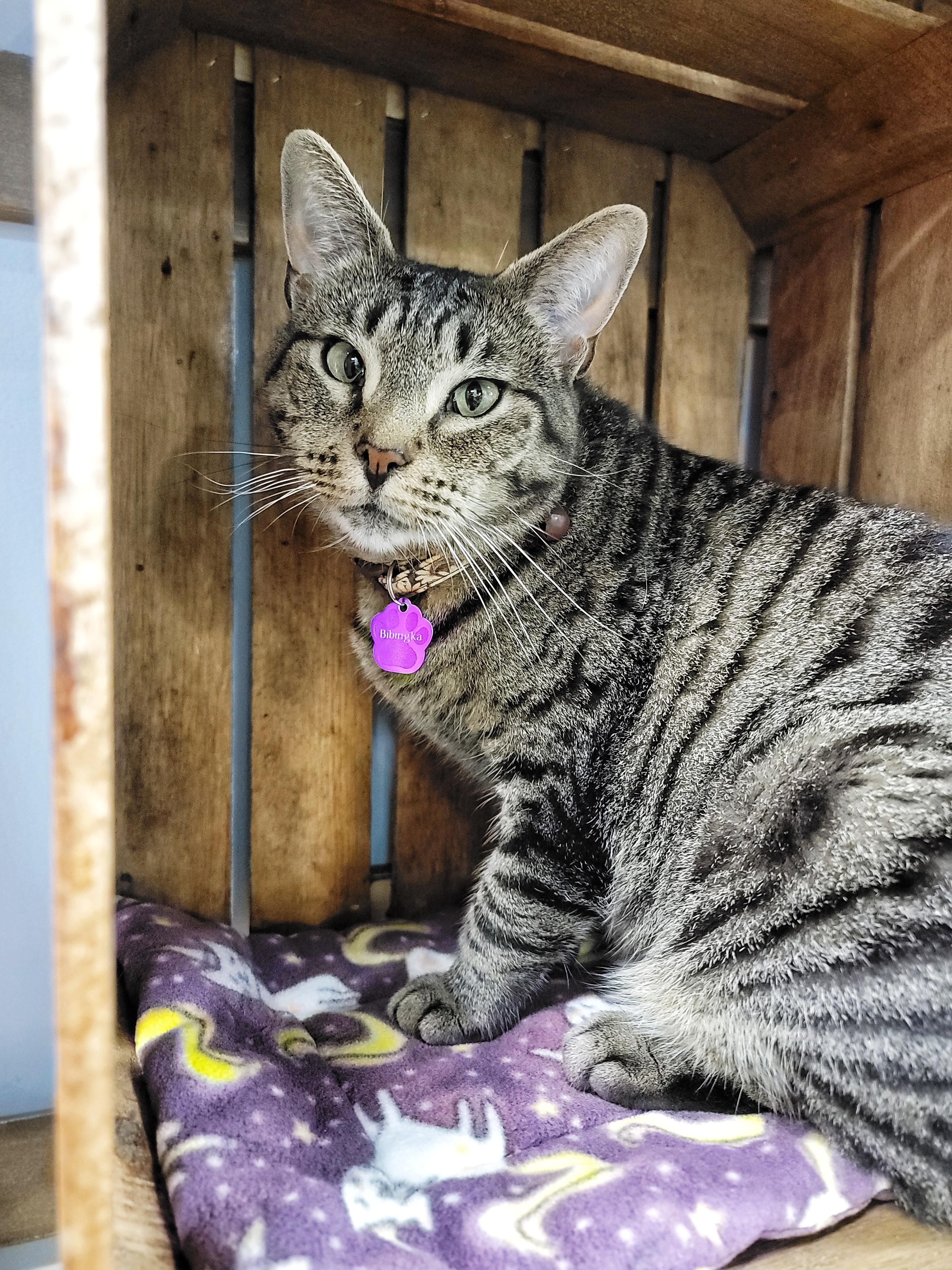 Enlarge Bibingka, an adoptable Domestic Short Hair in Grand Rapids, MI image 4/5