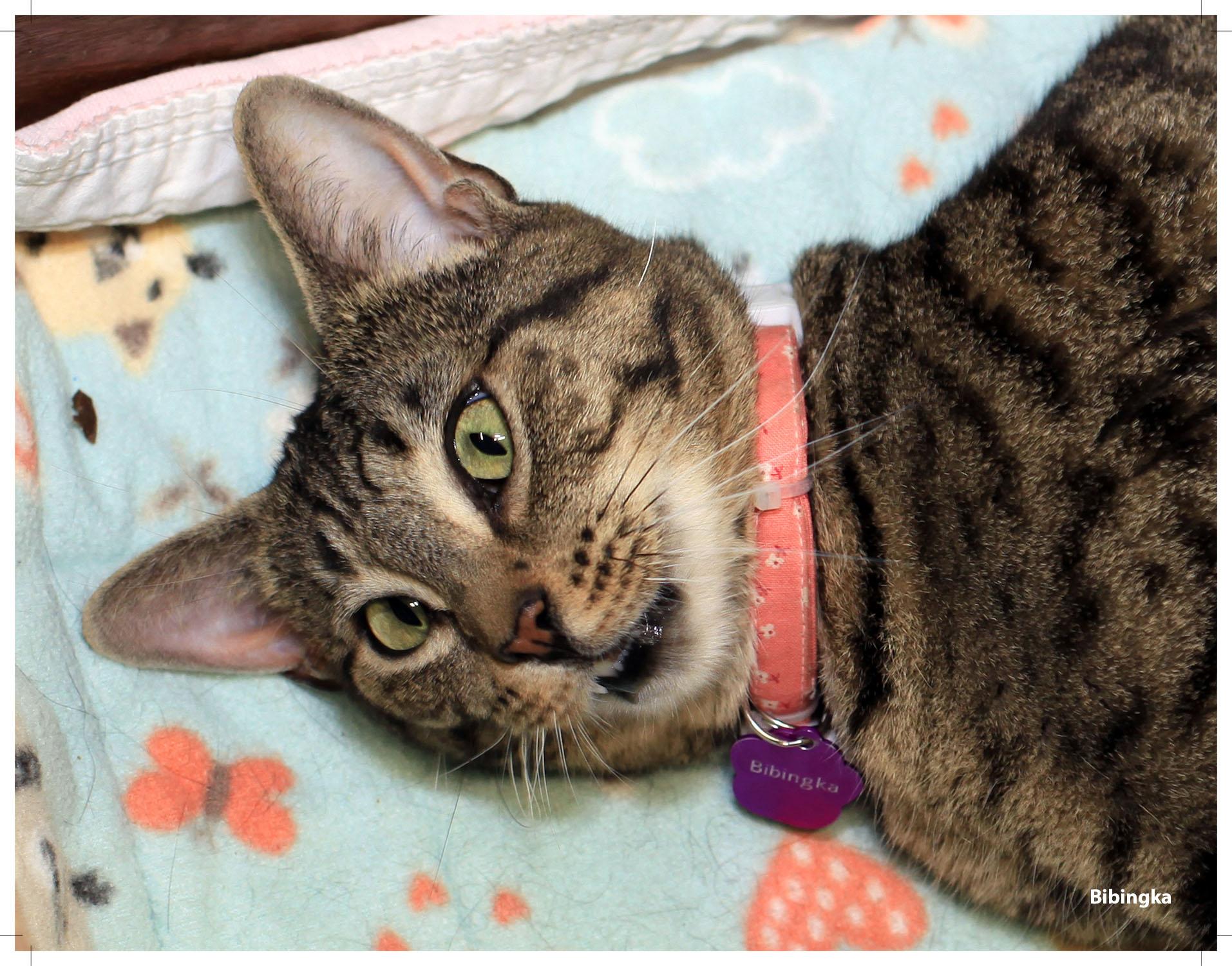 Enlarge Bibingka, an adoptable Domestic Short Hair in Grand Rapids, MI image 5/5