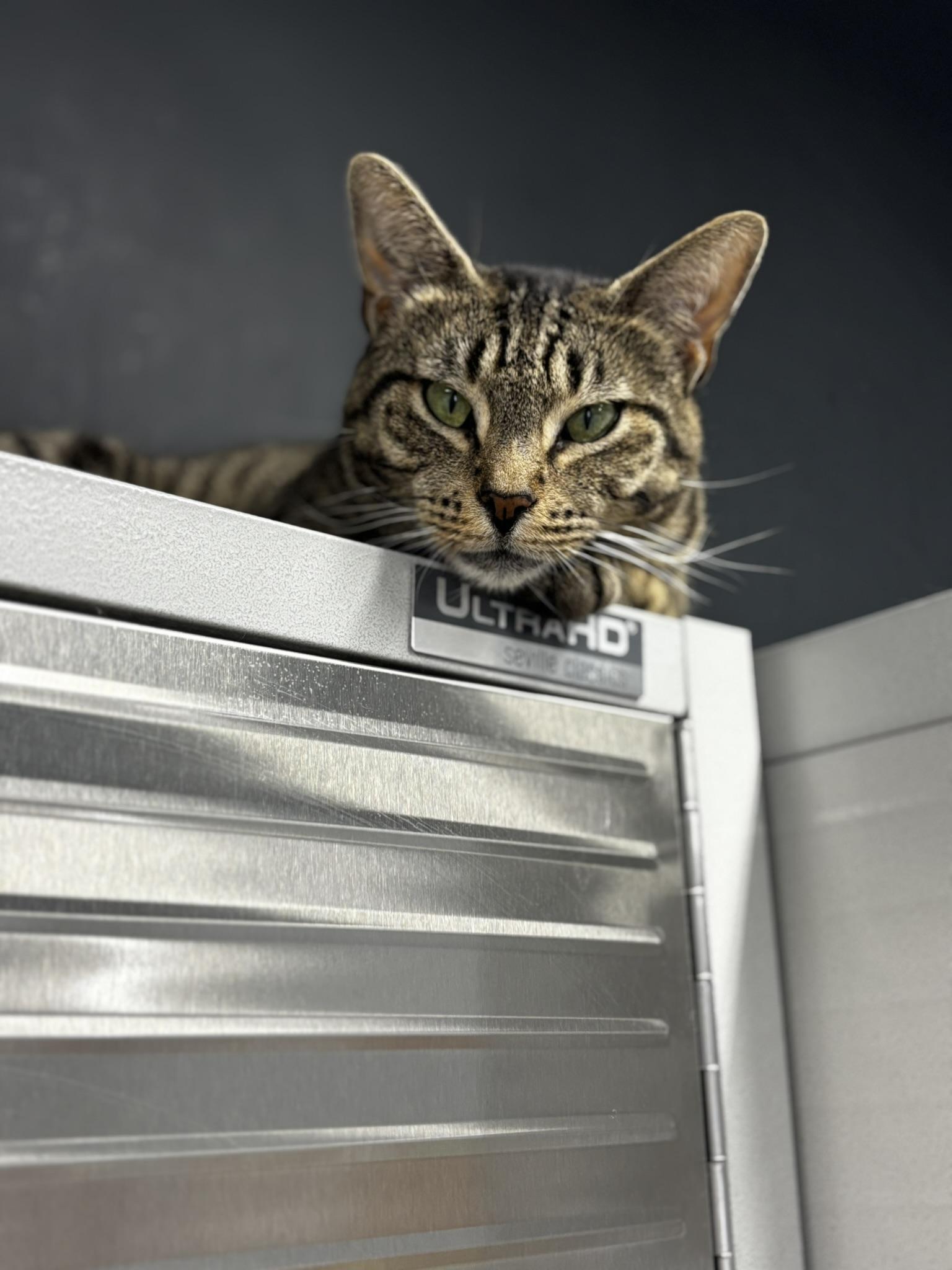 Enlarge Bibingka, an adoptable Domestic Short Hair in Grand Rapids, MI image 3/5